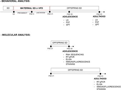 A maternal high-fat diet during pregnancy and lactation induced depression-like behavior in offspring and myelin-related changes in the rat prefrontal cortex